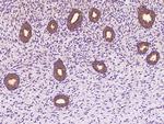 DYNC1LI1 Antibody in Immunohistochemistry (Paraffin) (IHC (P))