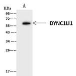 DYNC1LI1 Antibody in Immunoprecipitation (IP)