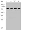 DYNC1LI1 Antibody in Western Blot (WB)