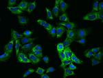 eIF3e Antibody in Immunocytochemistry (ICC/IF)