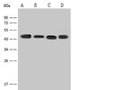 eIF3e Antibody in Western Blot (WB)