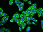RPS5 Antibody in Immunocytochemistry (ICC/IF)