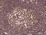 LAP2 Antibody in Immunohistochemistry (Paraffin) (IHC (P))