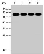 LAP2 Antibody in Western Blot (WB)