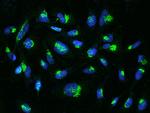 YIPF4 Antibody in Immunocytochemistry (ICC/IF)