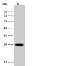 YIPF4 Antibody in Western Blot (WB)