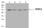 WDR12 Antibody in Immunoprecipitation (IP)