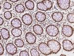 SARNP Antibody in Immunohistochemistry (Paraffin) (IHC (P))