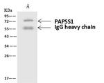 PAPSS1 Antibody in Immunoprecipitation (IP)