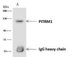 PITRM1 Antibody in Immunoprecipitation (IP)