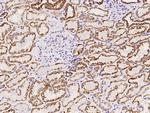 AUH Antibody in Immunohistochemistry (Paraffin) (IHC (P))