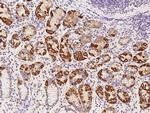 AUH Antibody in Immunohistochemistry (Paraffin) (IHC (P))