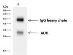 AUH Antibody in Immunoprecipitation (IP)