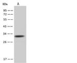 AUH Antibody in Western Blot (WB)