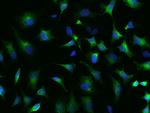 SRP72 Antibody in Immunocytochemistry (ICC/IF)