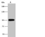 VPS16 Antibody in Western Blot (WB)