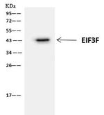 eIF3f Antibody in Immunoprecipitation (IP)