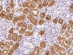 Golgi protein 58k Antibody in Immunohistochemistry (Paraffin) (IHC (P))