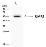 UMPS Antibody in Immunoprecipitation (IP)