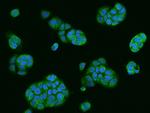 USE1 Antibody in Immunocytochemistry (ICC/IF)