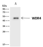 WDR4 Antibody in Immunoprecipitation (IP)