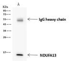 NDUFA13 Antibody in Immunoprecipitation (IP)