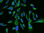 TTC19 Antibody in Immunocytochemistry (ICC/IF)