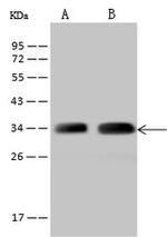 TTC19 Antibody in Western Blot (WB)