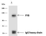 ADAP Antibody in Immunoprecipitation (IP)