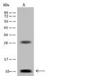 DPM2 Antibody in Western Blot (WB)