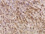 IFT20 Antibody in Immunohistochemistry (Paraffin) (IHC (P))