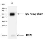 IFT20 Antibody in Immunoprecipitation (IP)