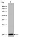 IFT20 Antibody in Western Blot (WB)