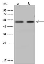 GTF2A1L Antibody in Western Blot (WB)