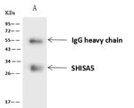 SHISA5 Antibody in Immunoprecipitation (IP)