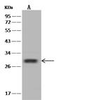 SHISA5 Antibody in Western Blot (WB)