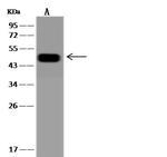 ZDHC3 Antibody in Western Blot (WB)