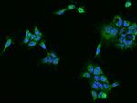 PECR Antibody in Immunocytochemistry (ICC/IF)