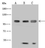 MAP7 Antibody in Western Blot (WB)