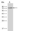 PABPC4 Antibody in Western Blot (WB)