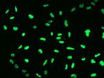 GTF2F2 Antibody in Immunocytochemistry (ICC/IF)