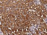 Epo Antibody in Immunohistochemistry (Paraffin) (IHC (P))