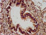 Agrin Antibody in Immunohistochemistry (Paraffin) (IHC (P))