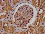 Agrin Antibody in Immunohistochemistry (Paraffin) (IHC (P))