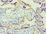 Placental Alkaline Phosphatase Antibody in Immunohistochemistry (Paraffin) (IHC (P))