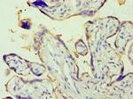 Placental Alkaline Phosphatase Antibody in Immunohistochemistry (Paraffin) (IHC (P))