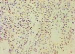 ARF3 Antibody in Immunohistochemistry (Paraffin) (IHC (P))