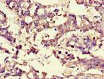 BRP44 Antibody in Immunohistochemistry (Paraffin) (IHC (P))