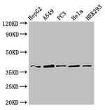 Crk Antibody in Western Blot (WB)