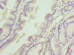 DEDD Antibody in Immunohistochemistry (Paraffin) (IHC (P))